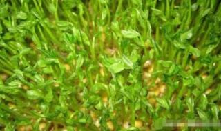 红豆芽怎么种植方法 绿豆芽种植方法